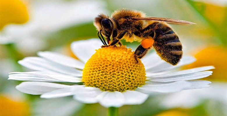 polen nasil yenir